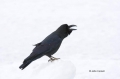 Jungle-Crow;Corvus-macrohynchos;Crow;Japan;One;one-animal;avifauna;bird;birds;fe